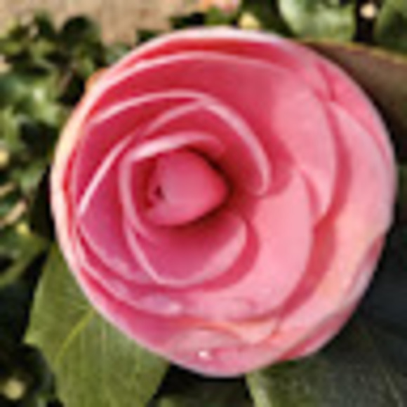 Meet your Posher, Cassandra - Picture 1 of 1